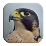 peregrine falcon sounds android application logo